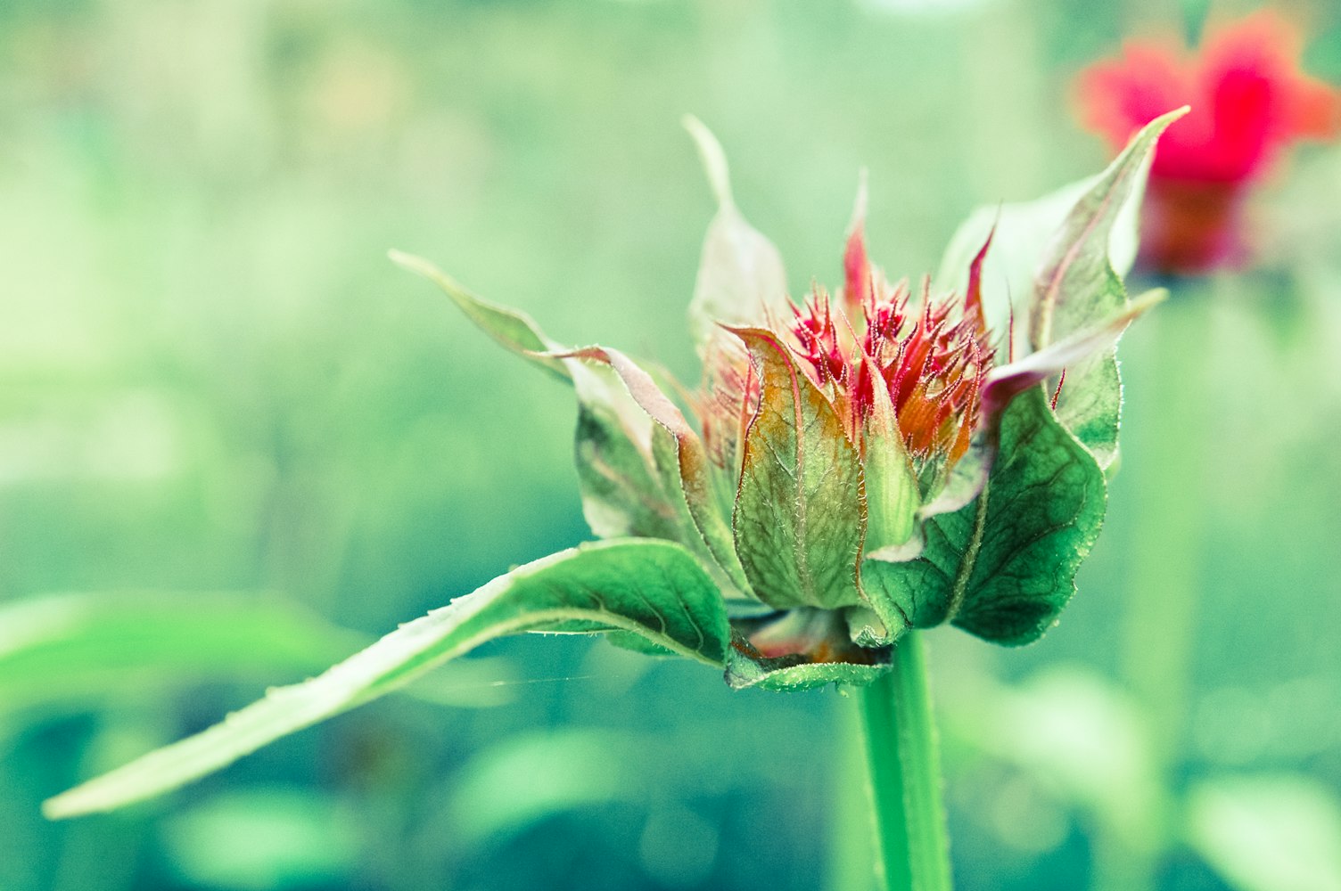 植动漫,绿色创意与荧屏融合之旅