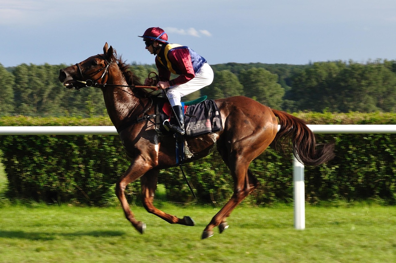 马术比赛流程全面解析