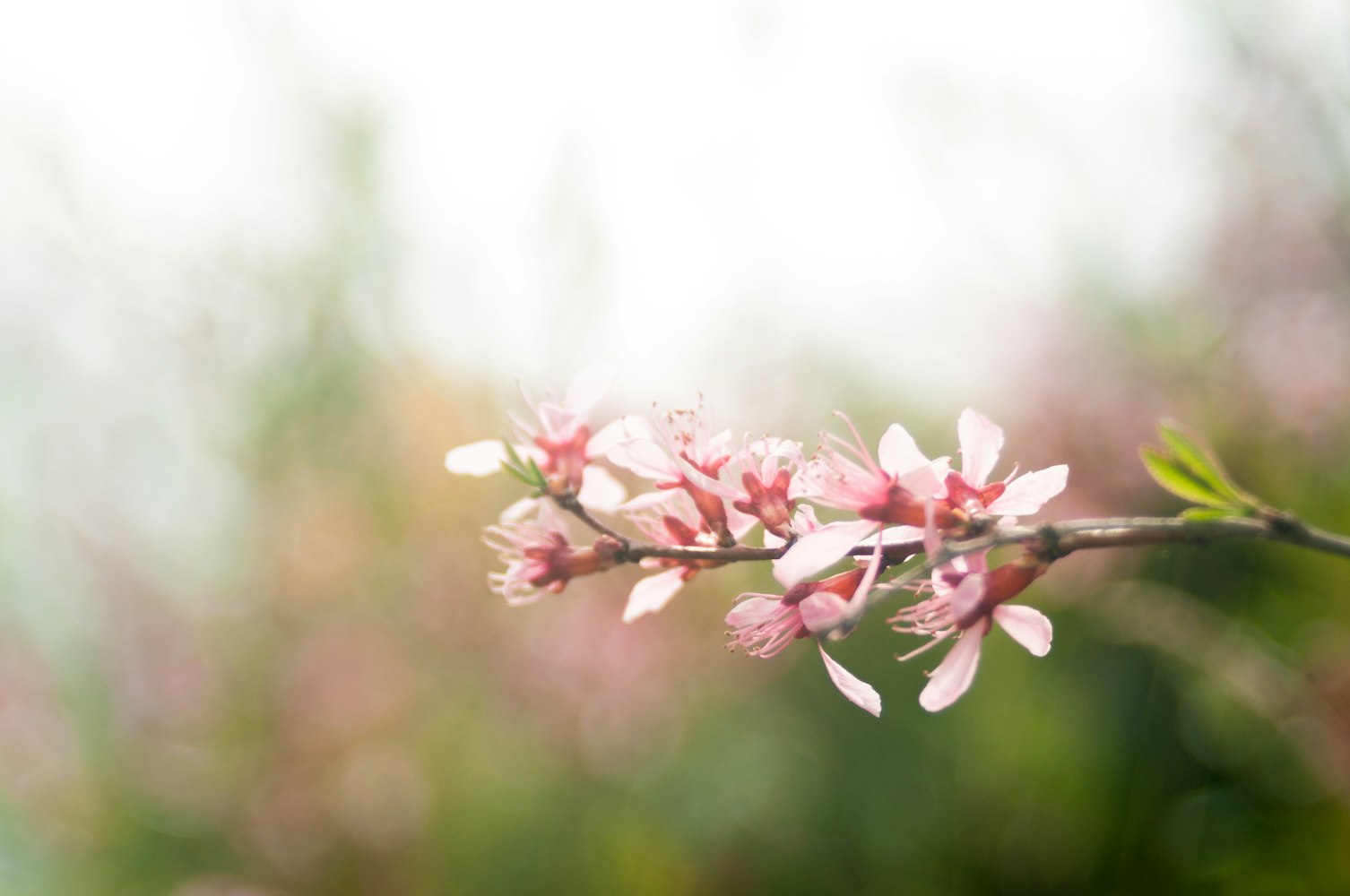 最新早上好祝福图片大全,开启温馨一天的问候之旅