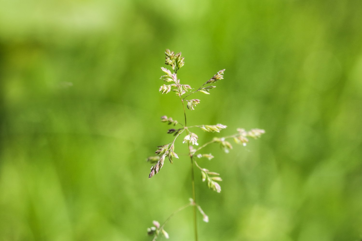 陈弘平最新动态,揭示未来无限可能(XXXX年视角)