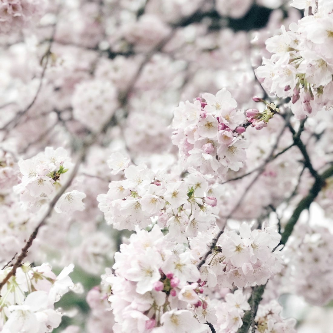 动漫情侣头像QQ,情感连结与虚拟世界的甜蜜符号