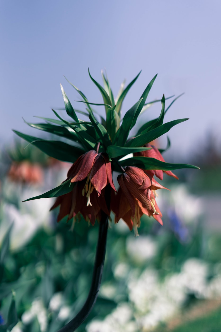 梅朵新歌发布,音符之花的绽放