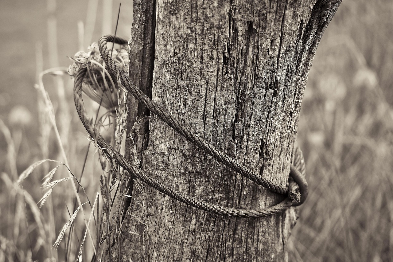 天津Z1线最新动态,城市轻轨开启新篇章