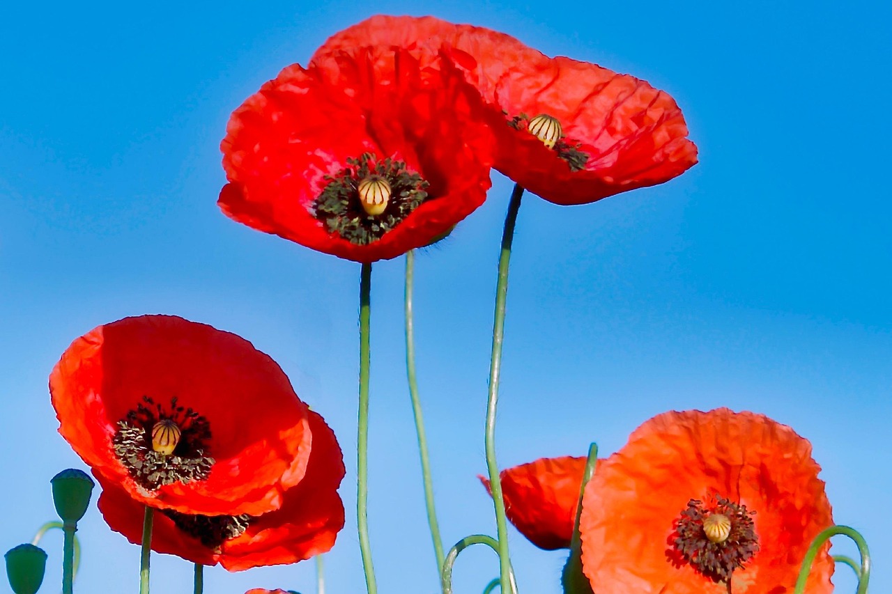 刘军洛微博最新动态聚焦时代热点,传递正能量之声