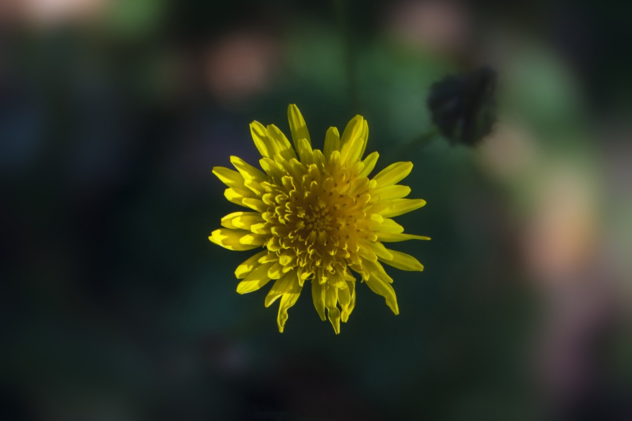 崇福宝马花园最新价格动态与市场深度分析