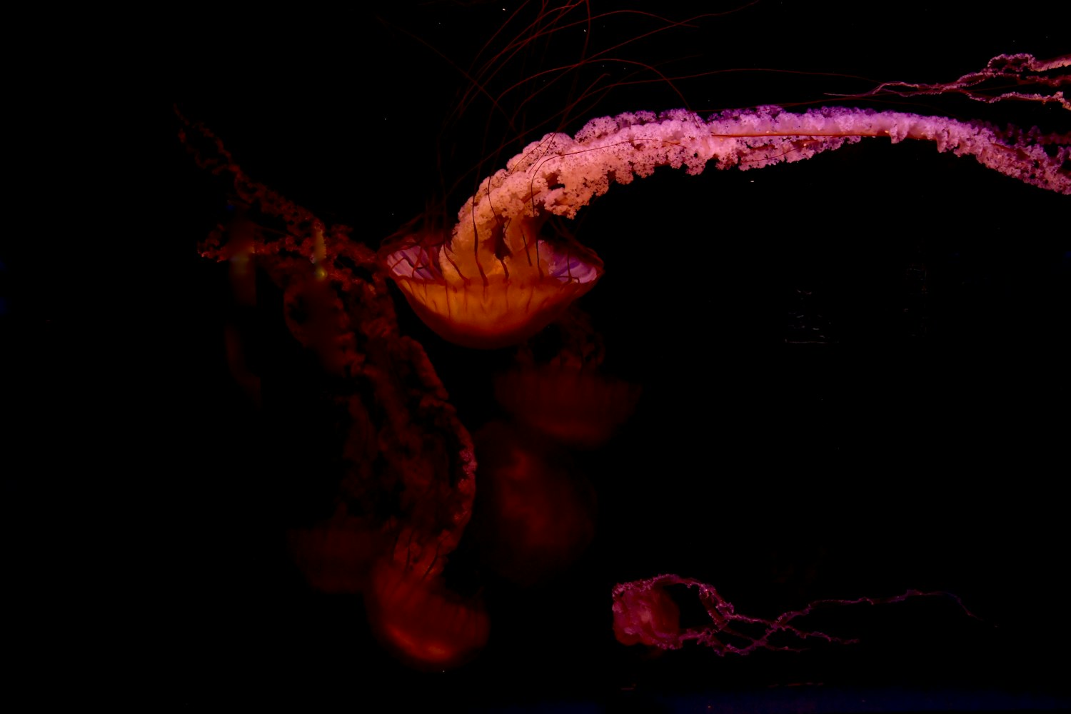 暗珠新篇，未知世界的探索与神秘揭示之旅