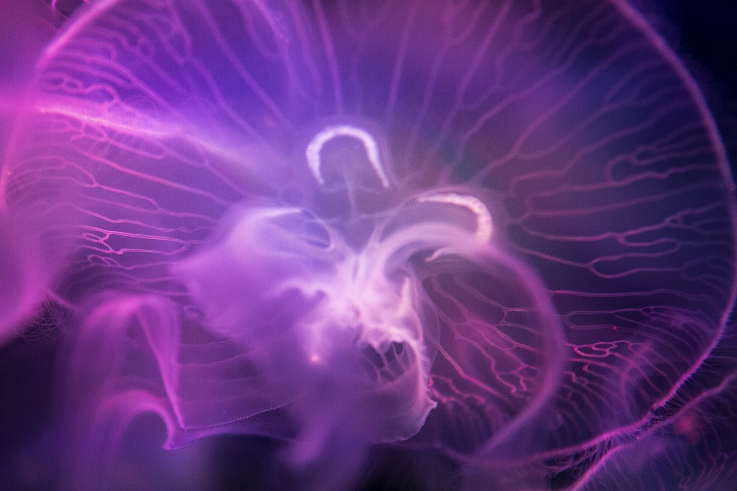 动漫世界的可爱魅力，探索精美图片中的魅力与魅力