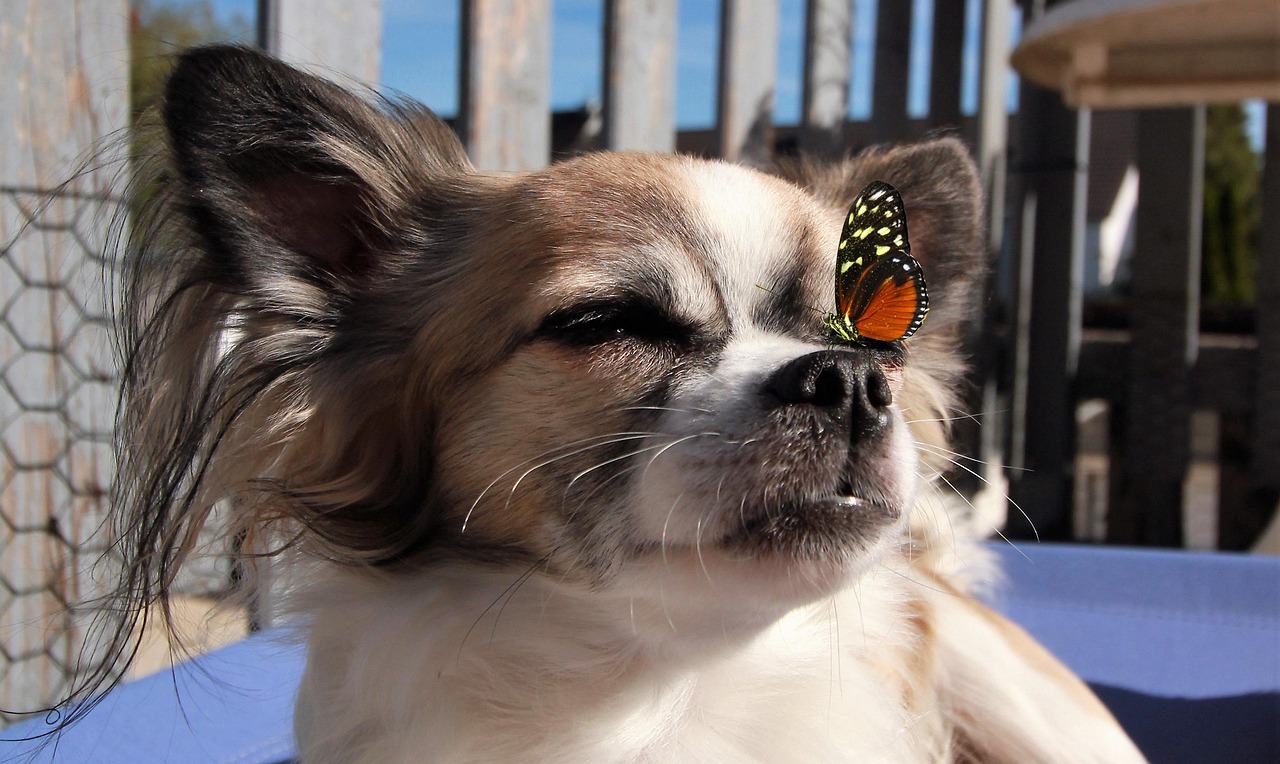 宠物精灵最新版,全新体验与独特魅力揭秘